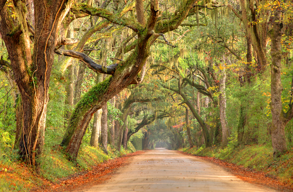 South Carolina : Rural Scenics : Boston Photographer | Boston Photos | Urban Photography | Travel photography | Boston |boston mass photos|