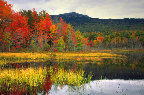 : Autumn Foliage : Boston Photographer | Boston Photos | Urban Photography | Travel photography | Boston |